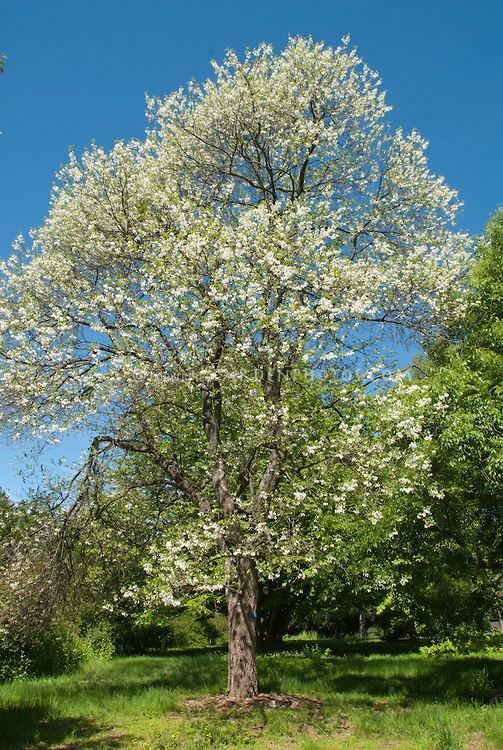 Two-Wing Silver Bell (Halesia diptera)